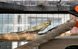 Parrots birds for sale: Cockatiels babies  in Pontefract - Image 8