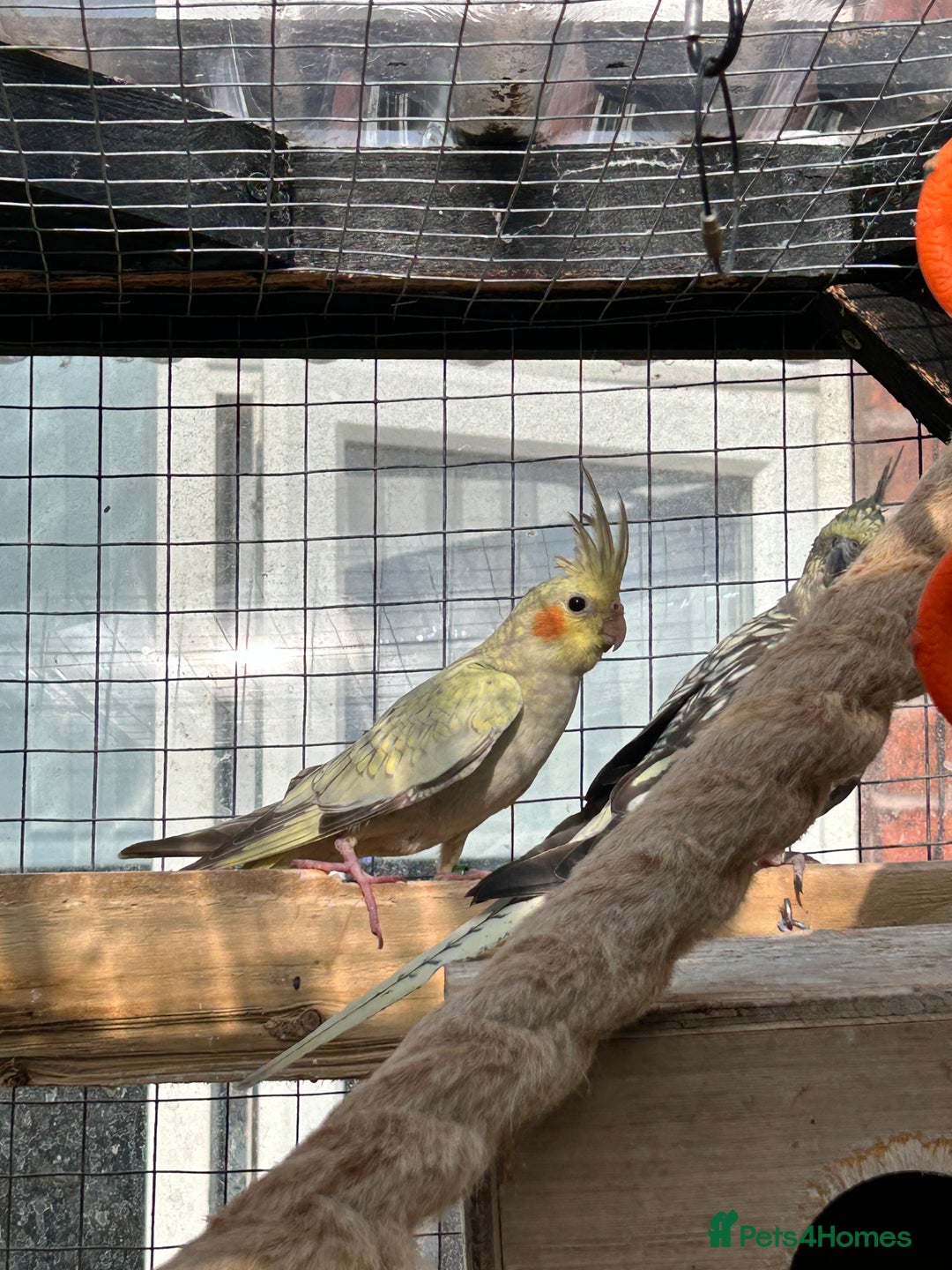 Parrots birds for sale: Cockatiels babies  in Pontefract - Image 8