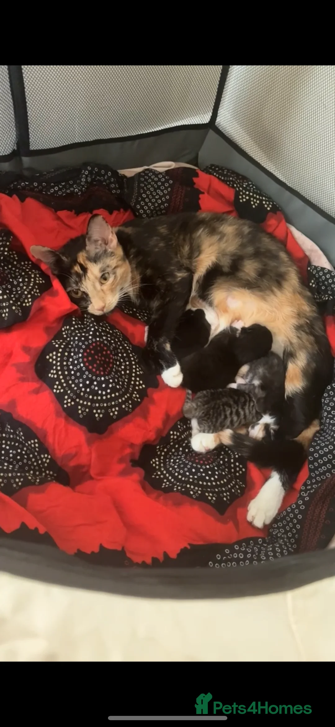 Mixed Breed cats for sale: Beautiful black kitten  - Advert 1