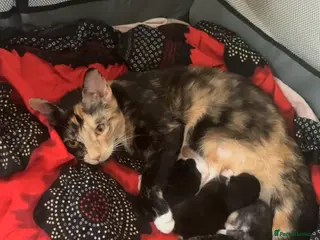 Mixed Breed cats Beautiful black kitten - Advert 1