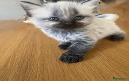 Maine Coon cats for sale: 4 Main Coon cross Ragdoll - Image 11