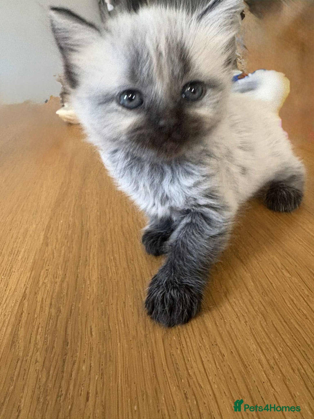 Maine Coon cats for sale: 4 Main Coon cross Ragdoll - Image 11