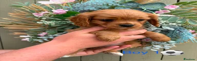 Cavapoo 1
