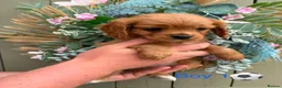 Cavapoo dogs for sale: Stunning litter of Cavapoos  - Advert 1