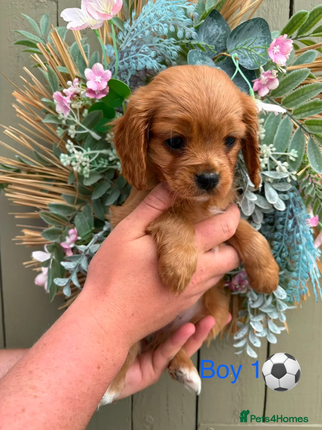 Cavapoo dogs for sale: Stunning litter of Cavapoos  - Advert 1