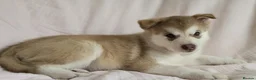 Alaskan Malamute dogs for sale: 1 Remaining Beautiful Alaskan Malamute Puppy - Advert 5