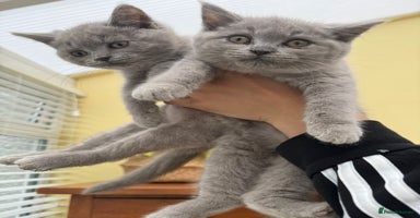 British Longhair cats - Advert 4