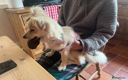 Chiweenie dogs for sale: 6 Beautiful Chiweenie Puppies *Reduced* - Advert 24