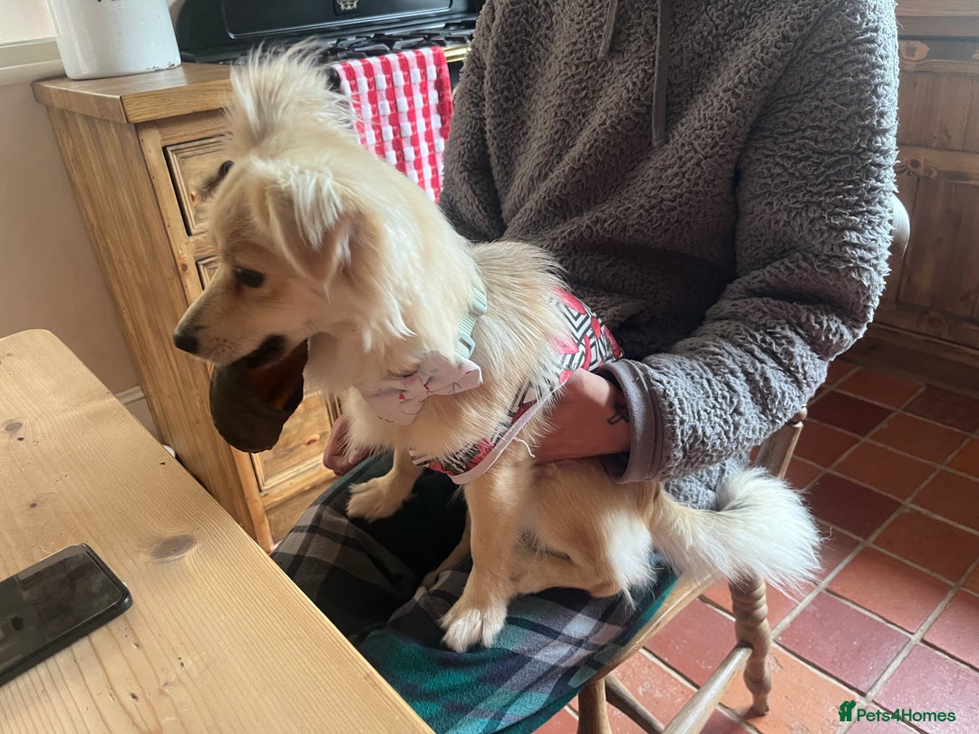 Chiweenie dogs for sale: 6 Beautiful Chiweenie Puppies *Reduced* - Advert 24