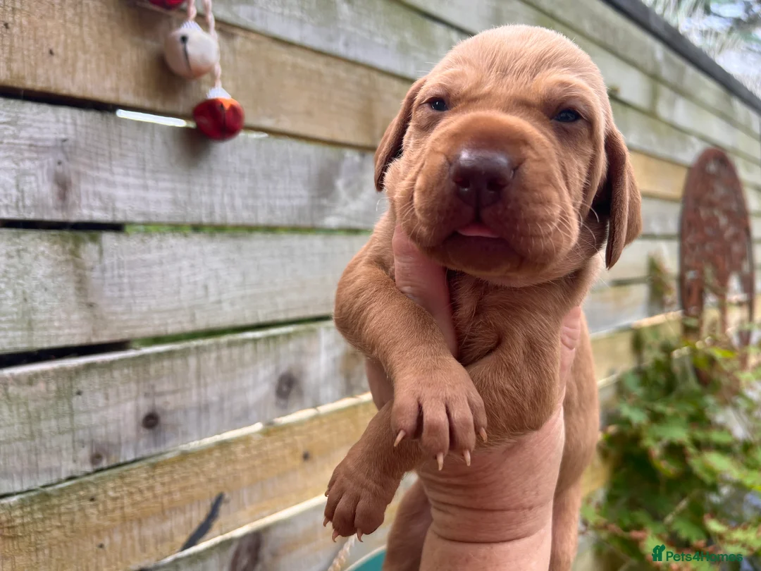 Hungarian Vizsla dogs for sale: Exceptional quality, home raised - Advert 6