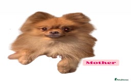 Pomeranian dogs for sale: 1 Male Pomeranian Puppy Left‼️ - Advert 3