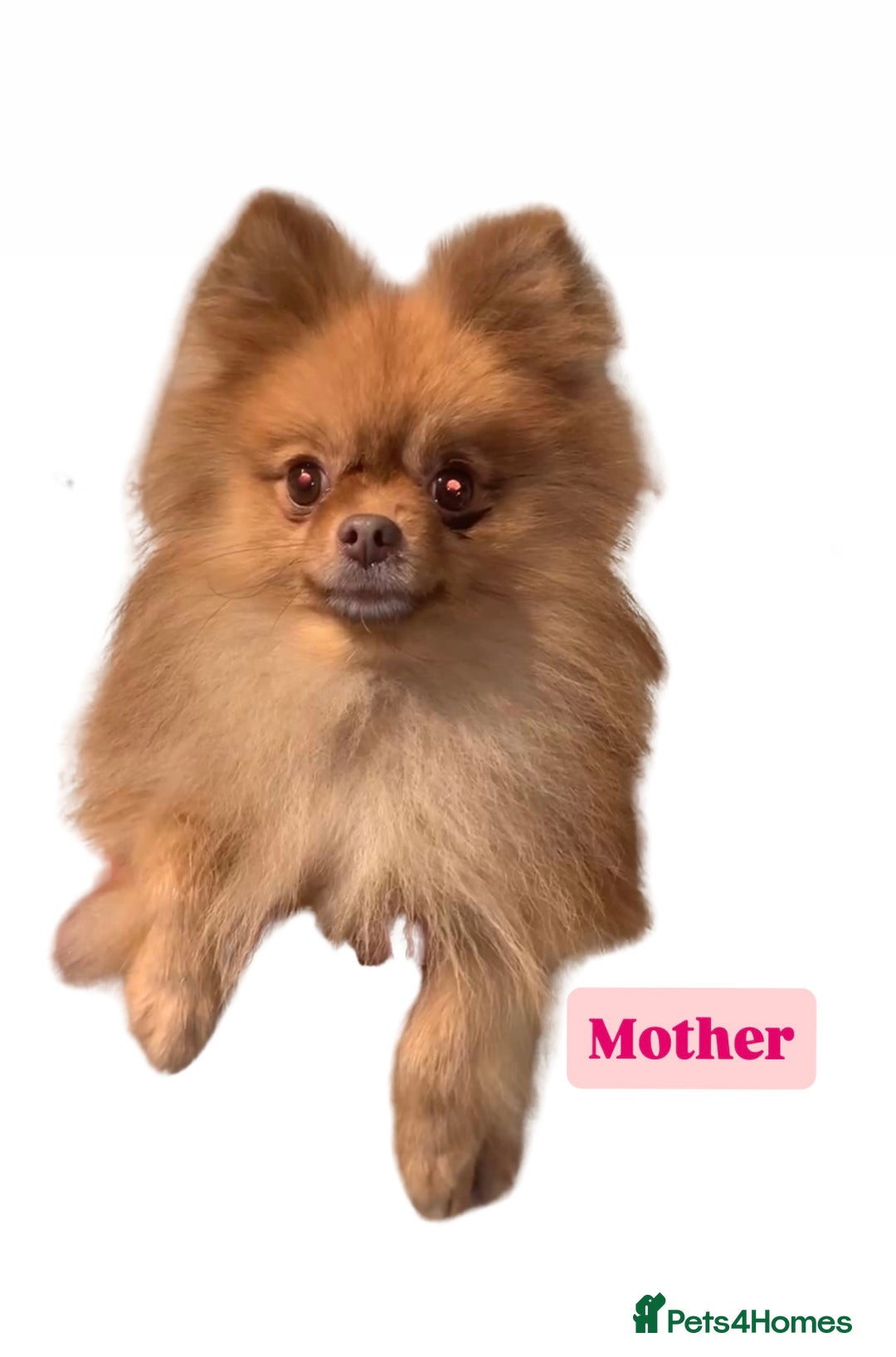 Pomeranian dogs for sale: 1 Male Pomeranian Puppy Left‼️ - Advert 3