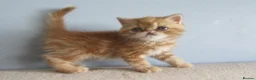 Exotic cats for sale: Lovely exotic kittens - Advert 18