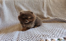 Pomeranian dogs for sale: True to type beautiful blue/choco pomeranians boy  - Image 21