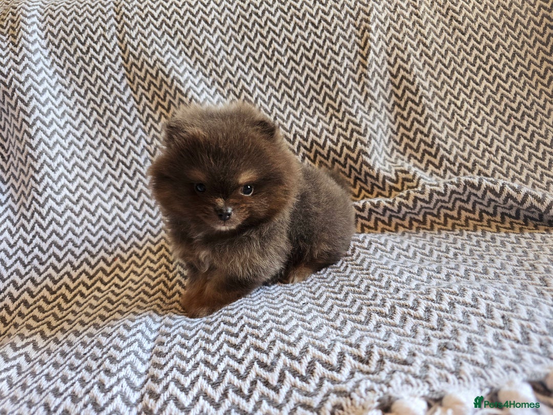 Pomeranian dogs for sale: True to type beautiful blue/choco pomeranians boy  - Image 21