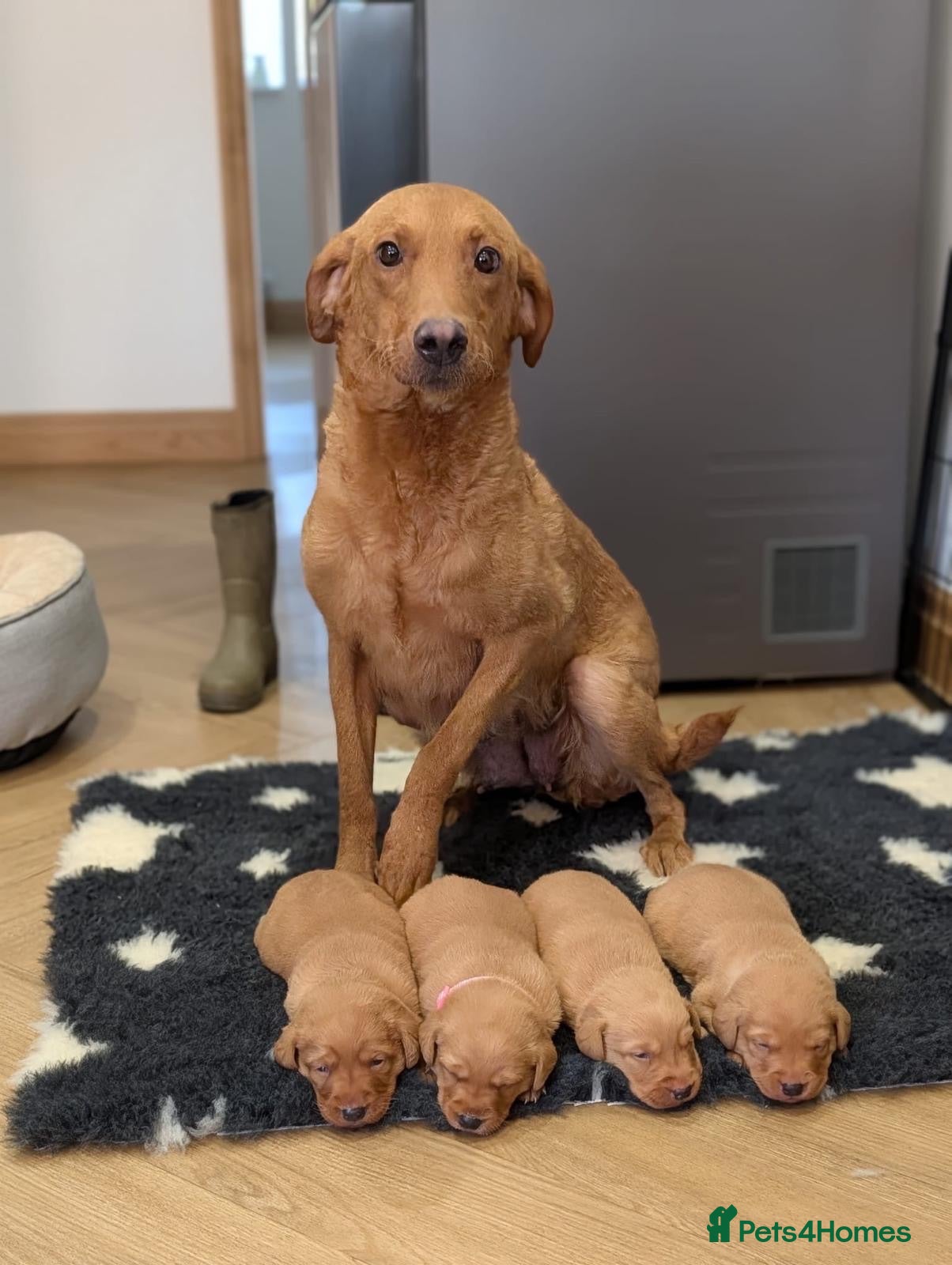 Labrador Retriever dogs Chunky Fox Red Labrador Puppies  - Advert 2