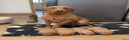 Labrador Retriever dogs for sale: Chunky Fox Red Labrador Puppies  - Advert 2