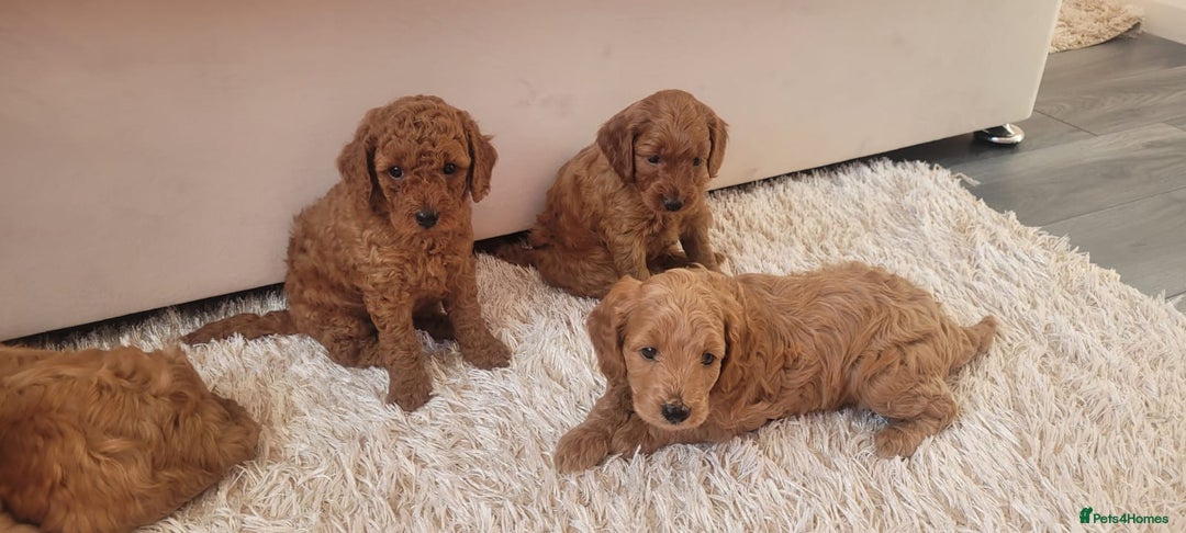 Cockapoo dogs for sale: 2nd generation cockapoo pups - Image 10