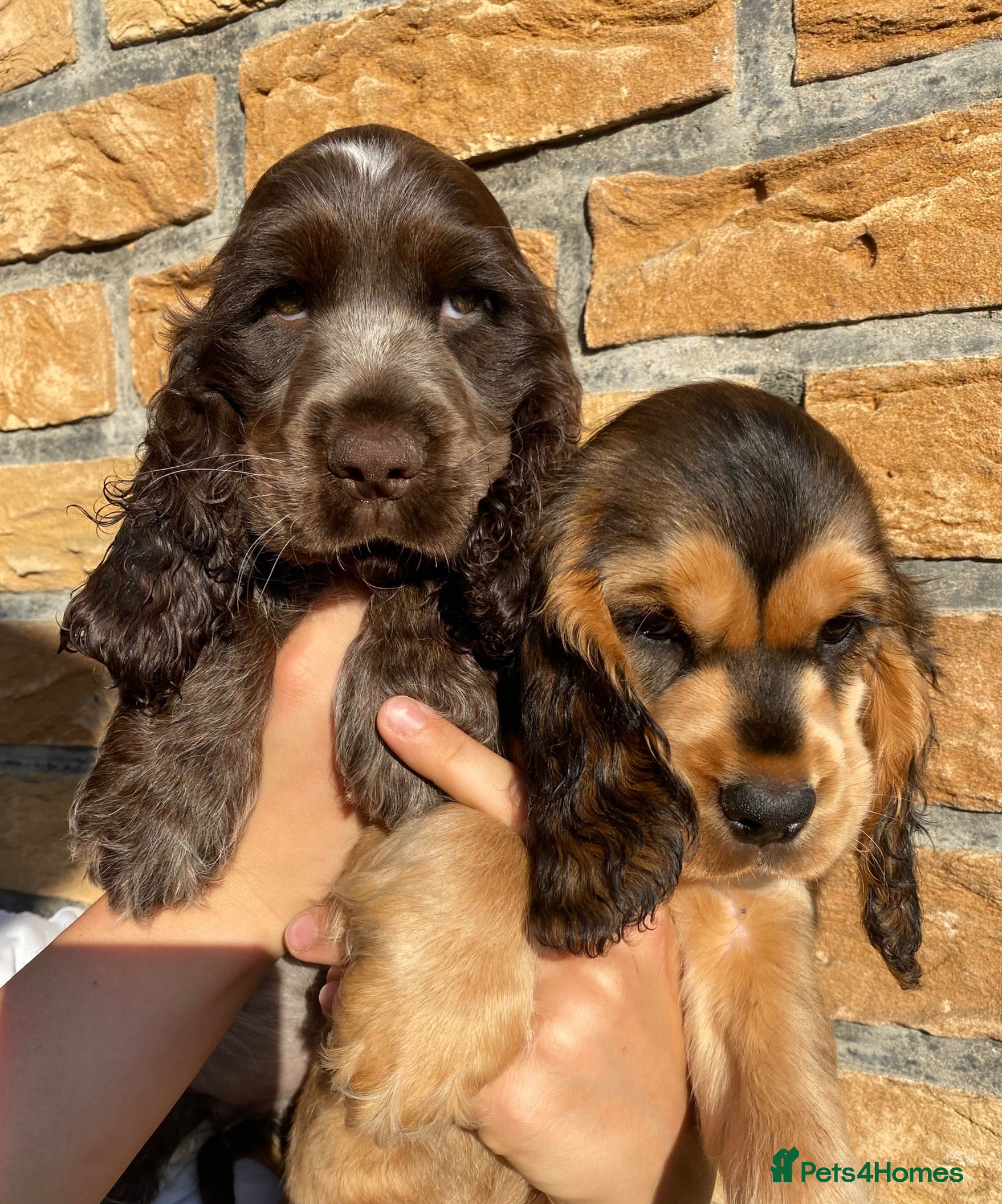 Cocker Spaniel dogs Lovely show Cocker spaniel puppies 🐶  - Advert 9