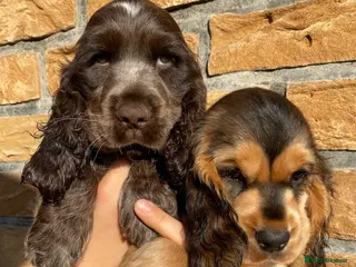 Cocker Spaniel dogs Lovely show Cocker spaniel puppies 🐶 - Advert 5