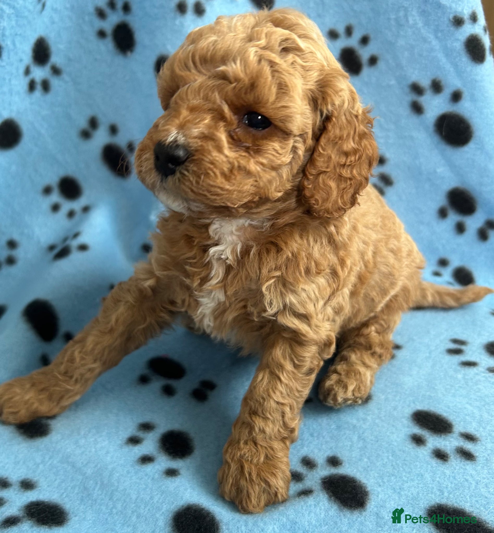 Cockapoo dogs Beautiful F1b puppies - Advert 4