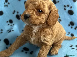 Cockapoo dogs Beautiful F1b puppies - Advert 4