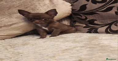 Chihuahua dogs - Advert 3