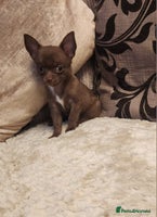 Chihuahua dogs - Advert 3