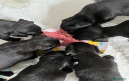 Patterjack dogs for sale: Gorgeous/ Patterjack x Patterdale pups ♥️ - Image 6