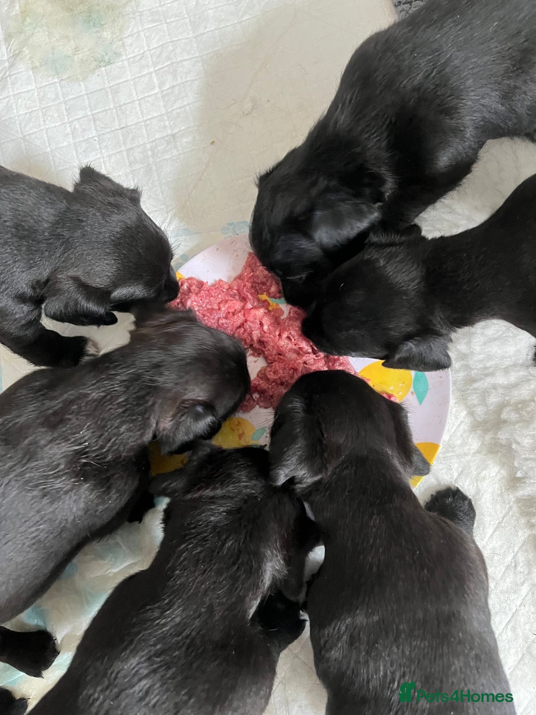 Patterjack dogs for sale: Gorgeous/ Patterjack x Patterdale pups ♥️ - Image 6