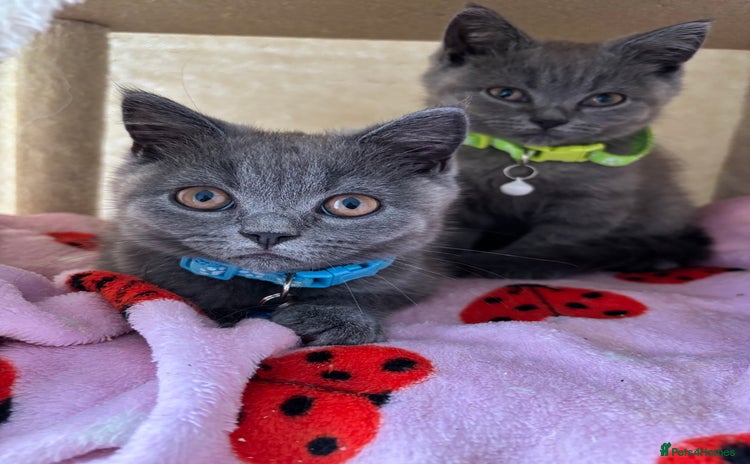 British Shorthair cats - Advert 16