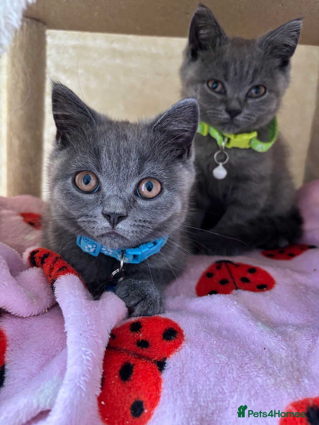 British Shorthair cats for sale: 🐾 2 Adorable Male British Shorthair Kittens🐾 - Image 1