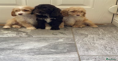 Cockapoo dogs - Advert 4