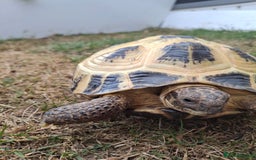 Tortoise reptiles for sale: Shelby - Image 2