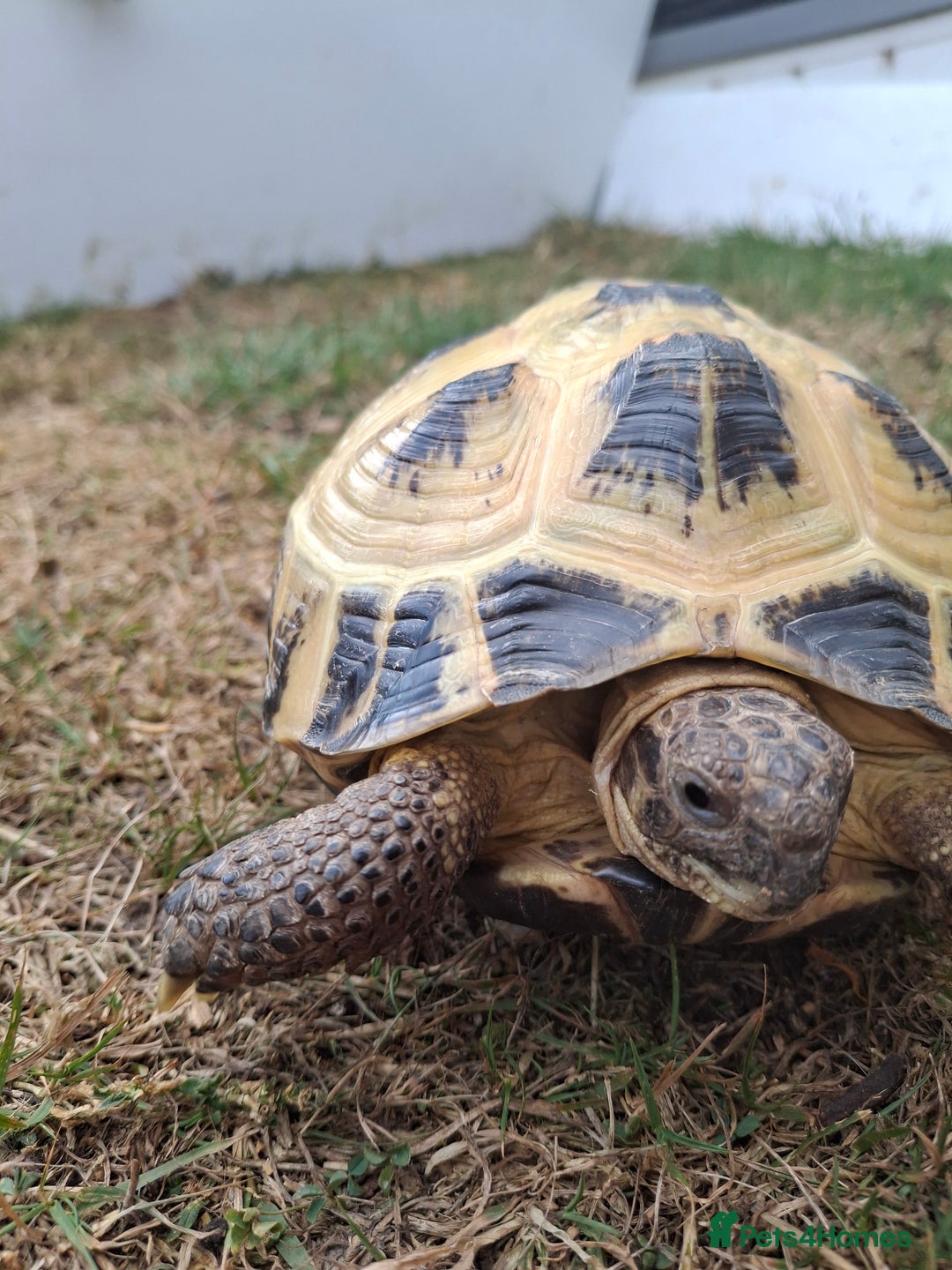 Tortoise reptiles for sale: Shelby - Image 2