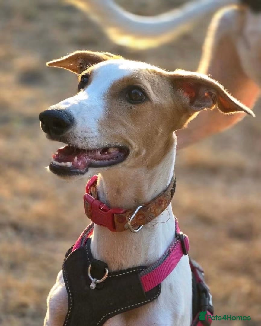 Mixed Breed dogs Happy Nova- 5 months old - Advert 3