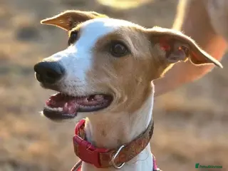 Mixed Breed dogs Happy Nova- 5 months old - Advert 3