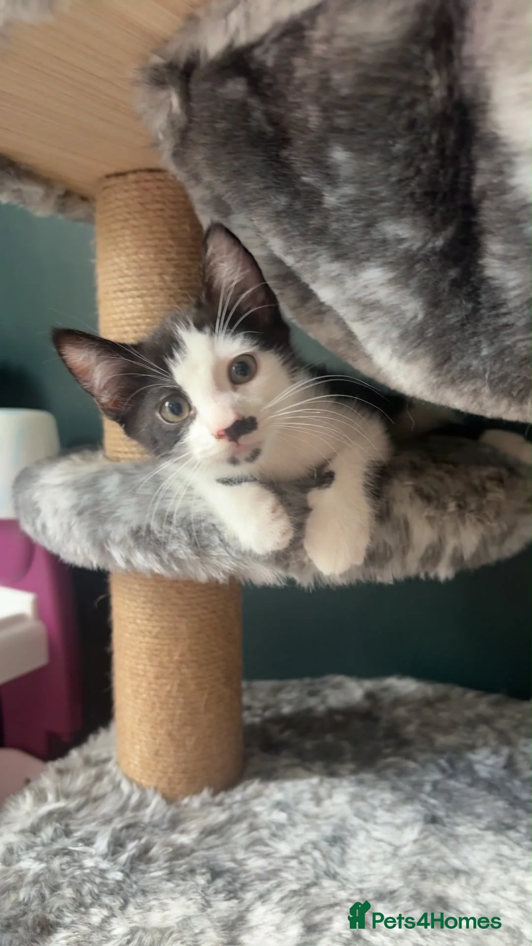 Mixed Breed cats for sale: Last boy available  - Advert 9