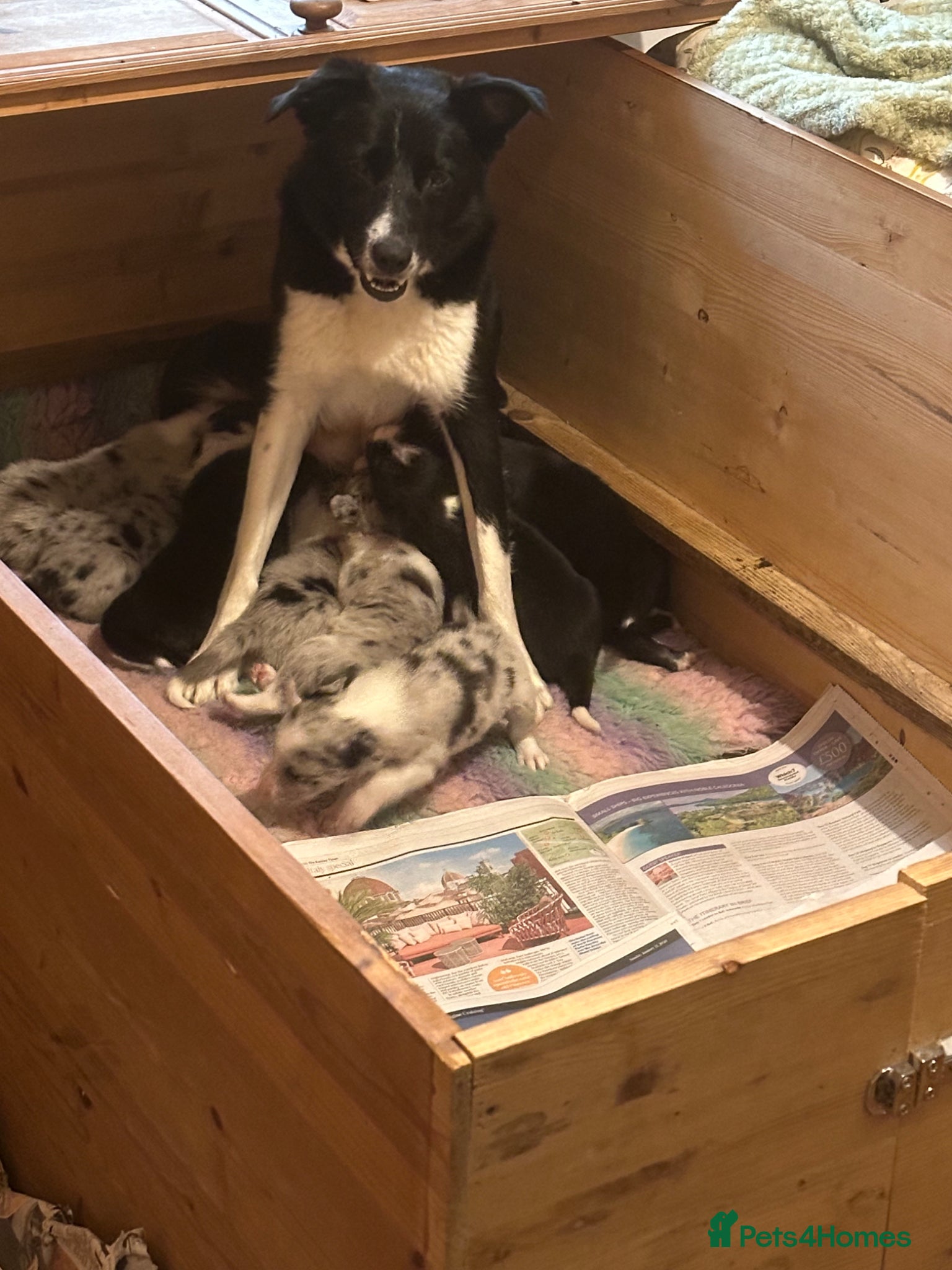 Border Collie dogs for sale: Beautiful Border Collie Puppies  - Advert 23