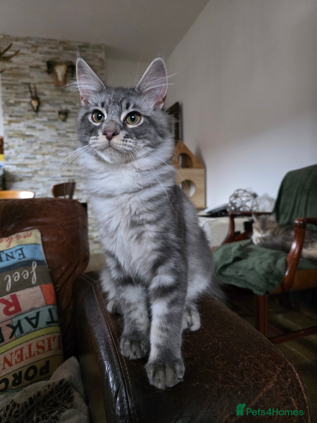 Maine Coon cats for sale: Three beautiful Maine Coon kittens - Advert 9