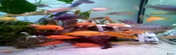 Cichlids fish for sale: African cichlids  - Advert 1