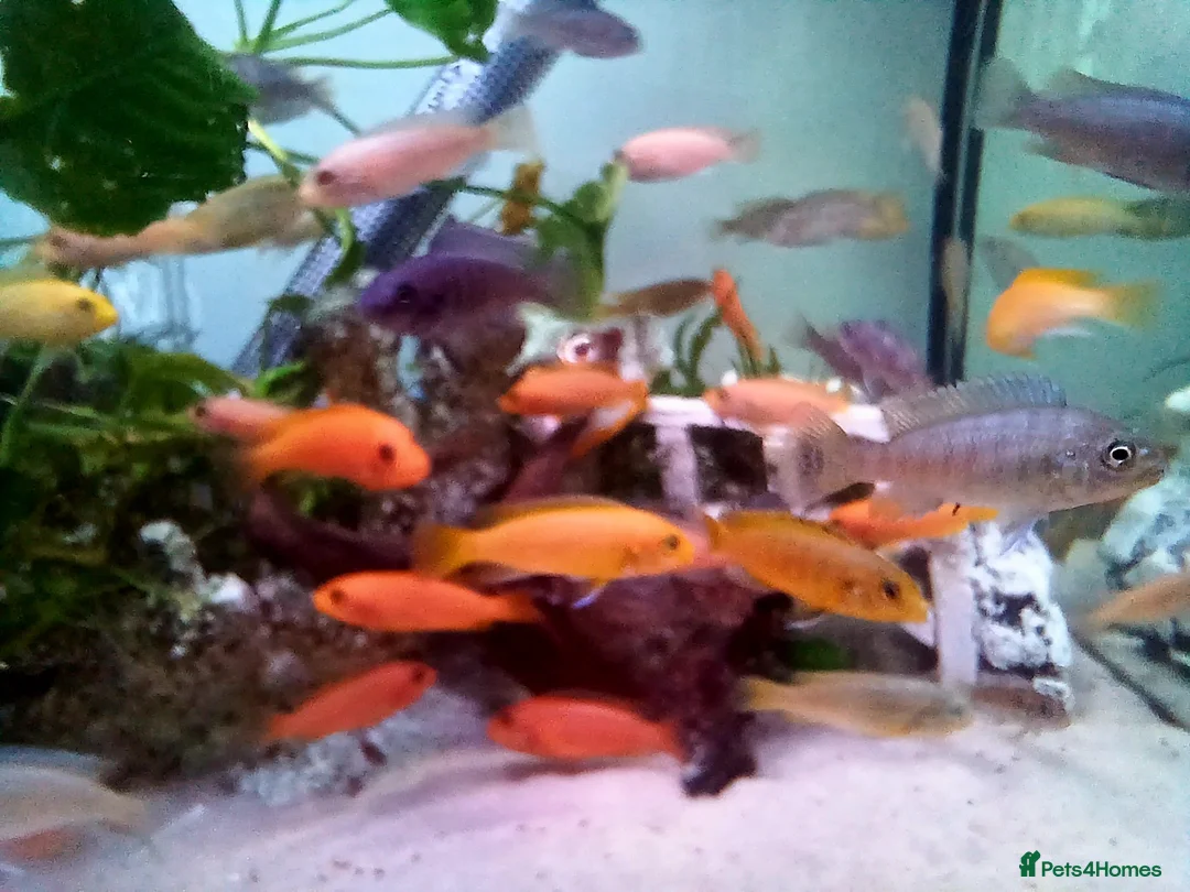 Cichlids fish for sale: African cichlids  - Advert 1