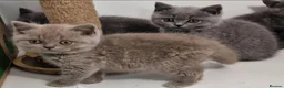 British Shorthair cats for sale: Gorgeous gccf reg kittens for sale  - Advert 2