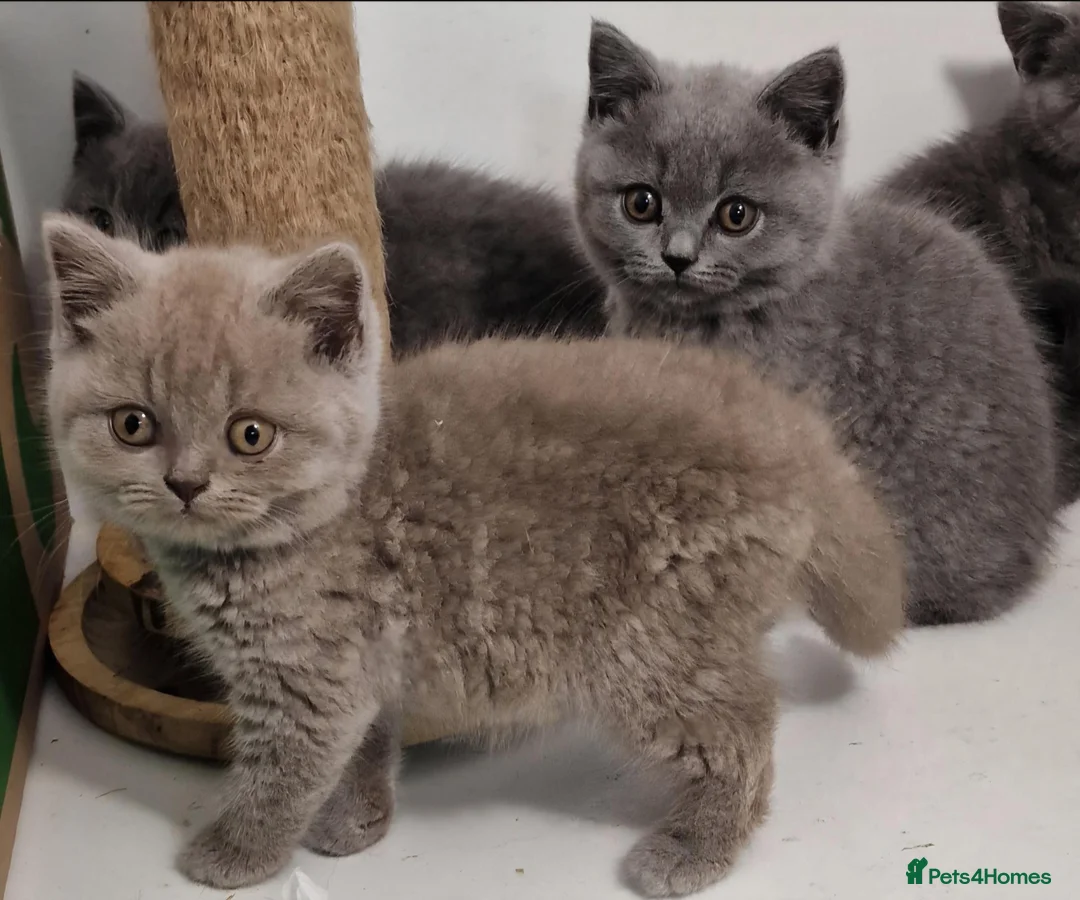 British Shorthair cats for sale: Gorgeous gccf reg kittens for sale  - Advert 2