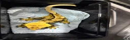 Gecko reptiles for sale: Various crested geckos for sale  - Advert 11