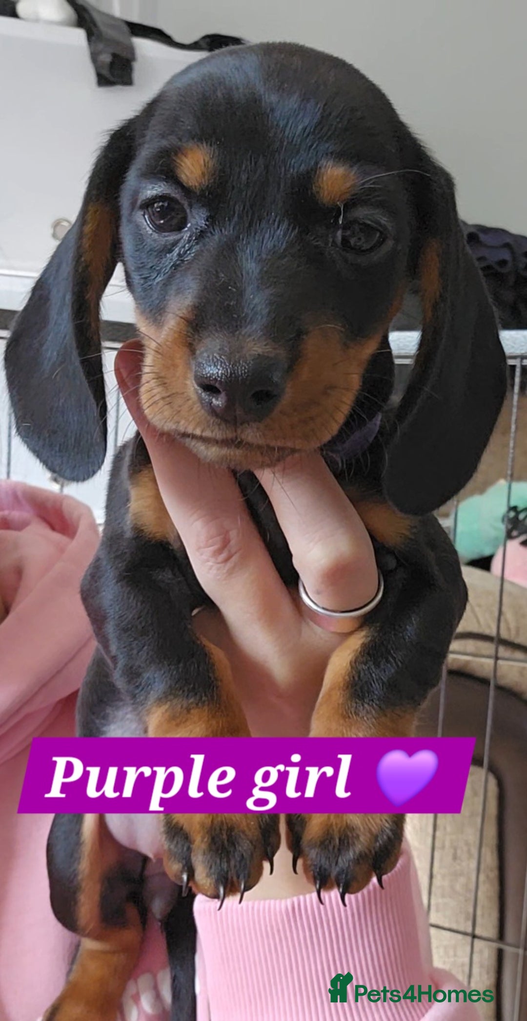 Miniature Dachshund dogs for sale:  Miniature Dachshunds ready to go Friday 19th Sept - Image 24