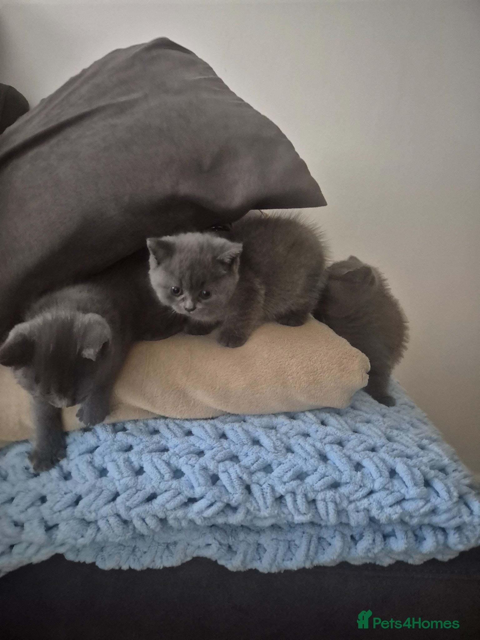 British Shorthair cats for sale: 2 male kittens - Advert 13