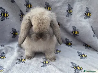 Mini Lop rabbits Beautiful pedigree Mini Lops - Advert 7