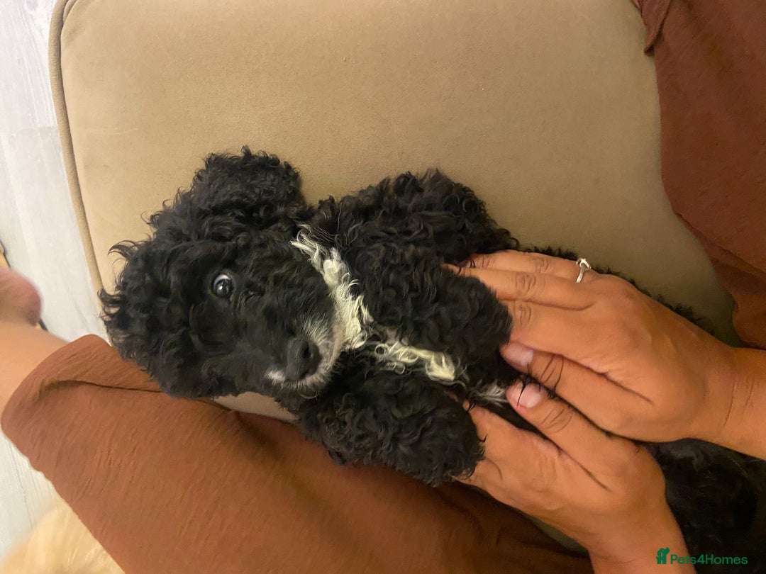 Cockapoo dogs for sale: Last female cockapoo puppy left  - Image 2