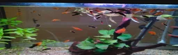 Swordtails fish for sale: Xipho  in Stanmore - Advert 2